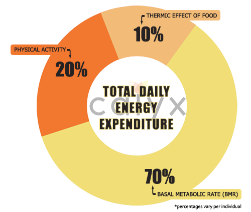 Total Daily Energy Expenditure